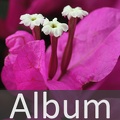 Album Wunderblumengewächse <!--hidden-->